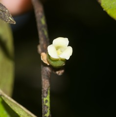 Diospyros sandwicensis