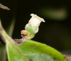 Diospyros sandwicensis