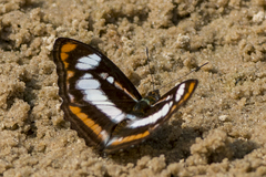Athyma nefte subrata