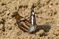 Athyma nefte subrata