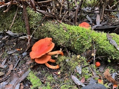 Cortinarius austrocinnabarinus