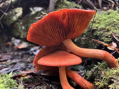 Cortinarius austrocinnabarinus
