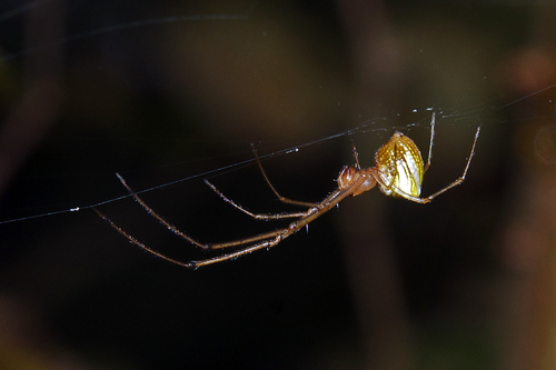 Striated Tylorida
