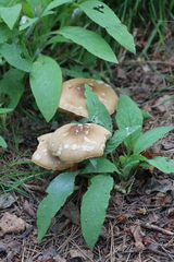 Melanoleuca cognata