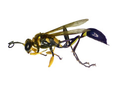 Sceliphron fistularium