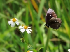 Euploea core godartii