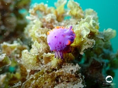 Mexichromis macropus