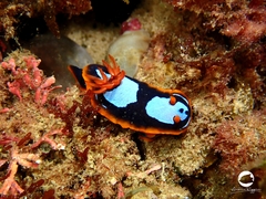 Chromodoris westraliensis