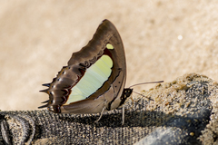 Polyura bharata