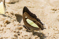 Polyura bharata