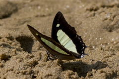 Polyura bharata