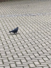 Columba livia domestica