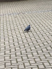 Columba livia domestica