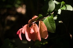 Diospyros hillebrandii