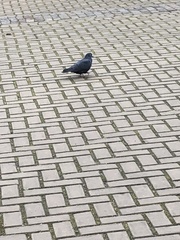 Columba livia domestica