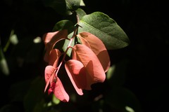 Diospyros hillebrandii