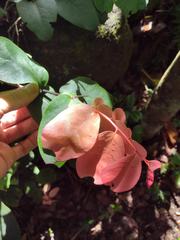 Diospyros hillebrandii