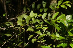 Diospyros hillebrandii
