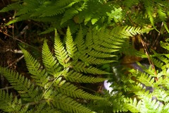 Microlepia strigosa