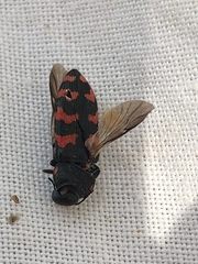 Acmaeodera quadrizonata