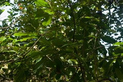 Planchonella sandwicensis