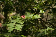 Diospyros hillebrandii