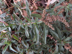 Atriplex paludosa