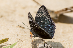 Dichorragia nesimachus