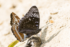 Dichorragia nesimachus