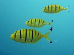 Gnathanodon speciosus