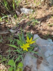 Gagea commutata
