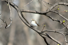 Ficedula hypoleuca