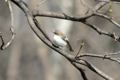 Ficedula hypoleuca