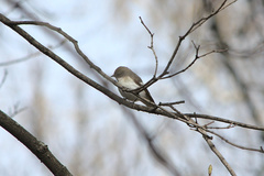 Ficedula hypoleuca