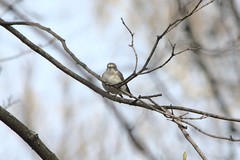 Ficedula hypoleuca