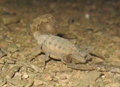 Hottentotta conspersus