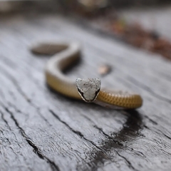 Elapognathus coronatus