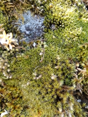 Grimmia trichophylla