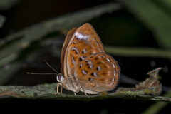 Taxila haquinus