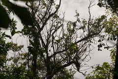 Flueggea neowawraea