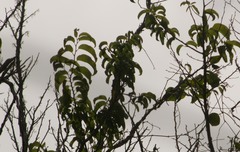 Flueggea neowawraea