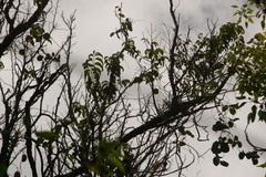 Flueggea neowawraea