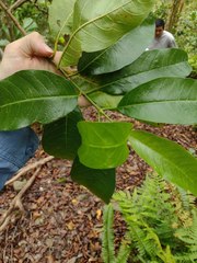 Gynochthodes trimera