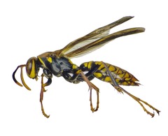 Polistes myersi