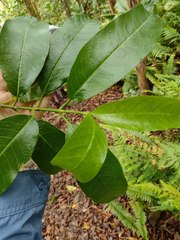 Gynochthodes trimera