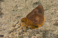 Bibasis harisa harisa