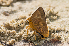 Bibasis harisa harisa