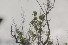 Flueggea neowawraea