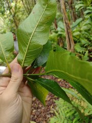 Gynochthodes trimera