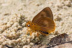 Bibasis harisa harisa